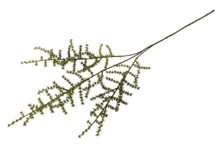 Kunstbloem / Kunstblad Asparagus setaseus - Groen - 73 cm