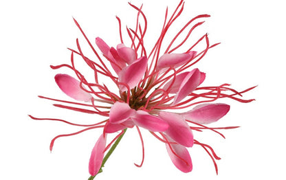Kunstbloem Lycoris  - Donker roze  - 118 cm