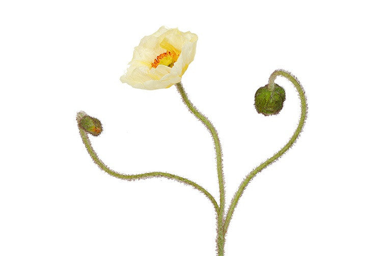 Kunstbloem Papaver- Licht geel - 83 cm