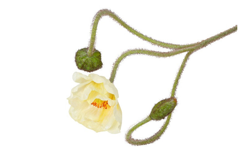 Kunstbloem Papaver- Licht geel - 83 cm